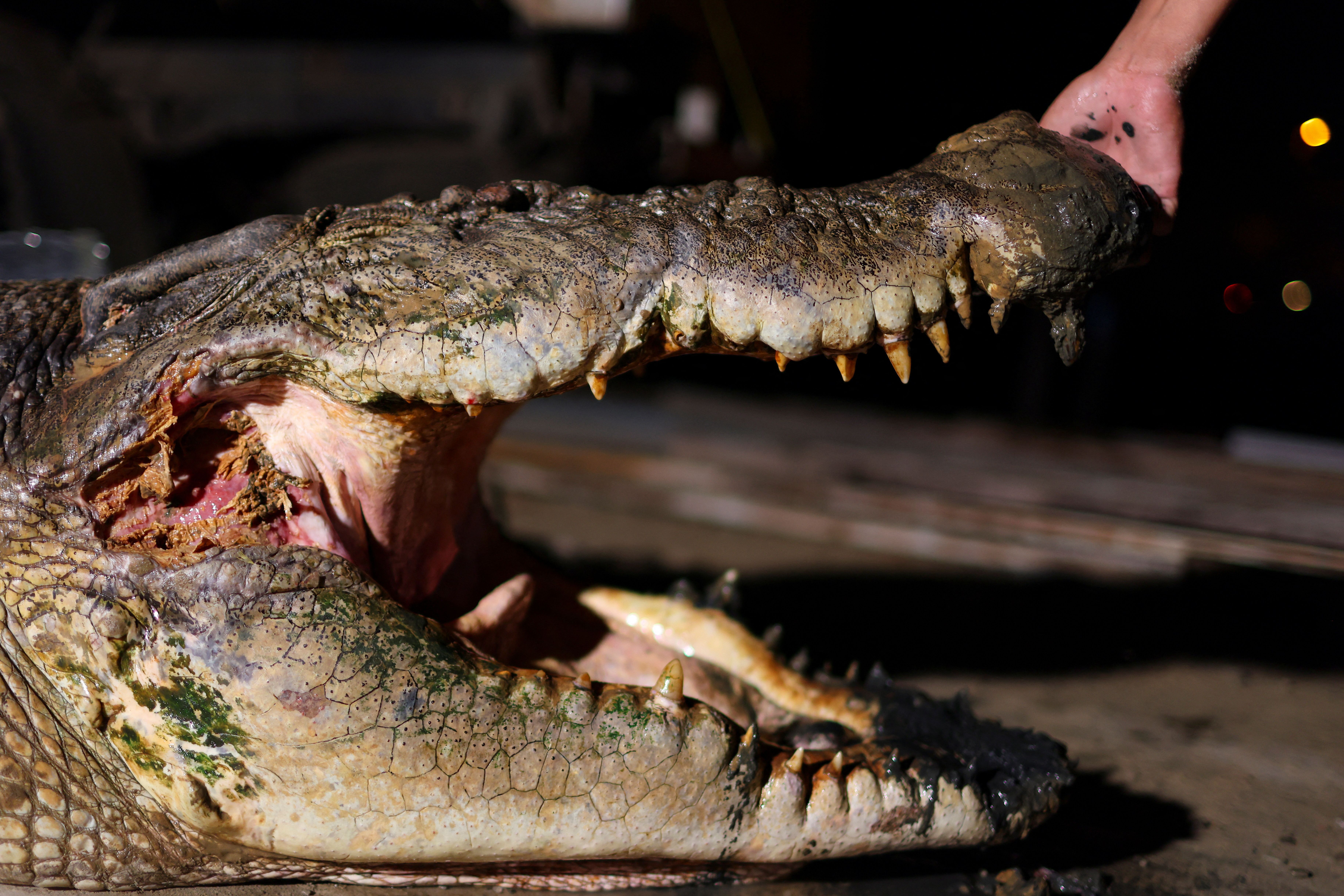 2026-08-03T040703Z_1_LYNXMPEM7209G_RTROPTP_4_MALAYSIA-WILDLIFE-CROCODILE.JPG