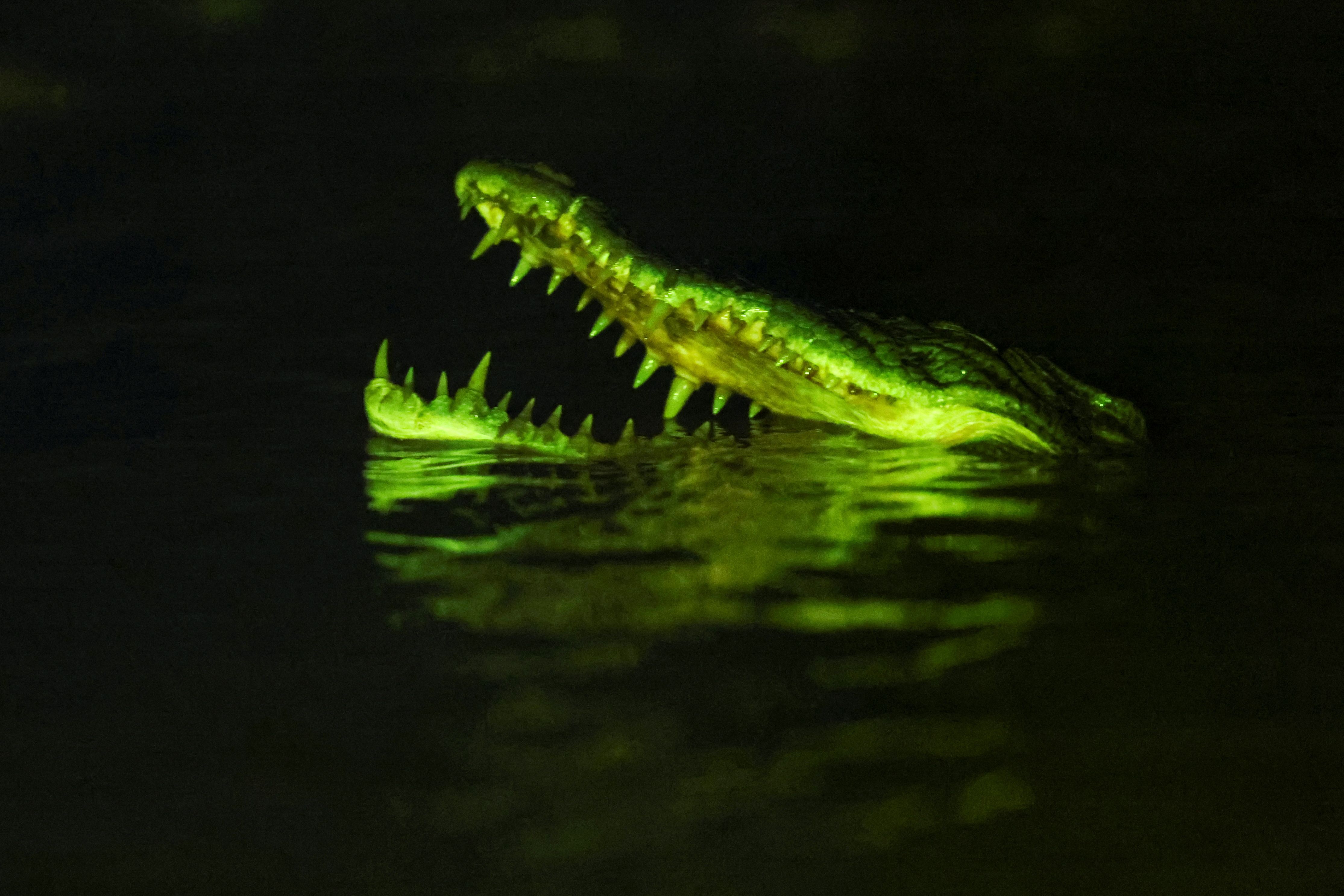 2026-08-03T040703Z_1_LYNXMPEM7209J_RTROPTP_4_MALAYSIA-WILDLIFE-CROCODILE.JPG