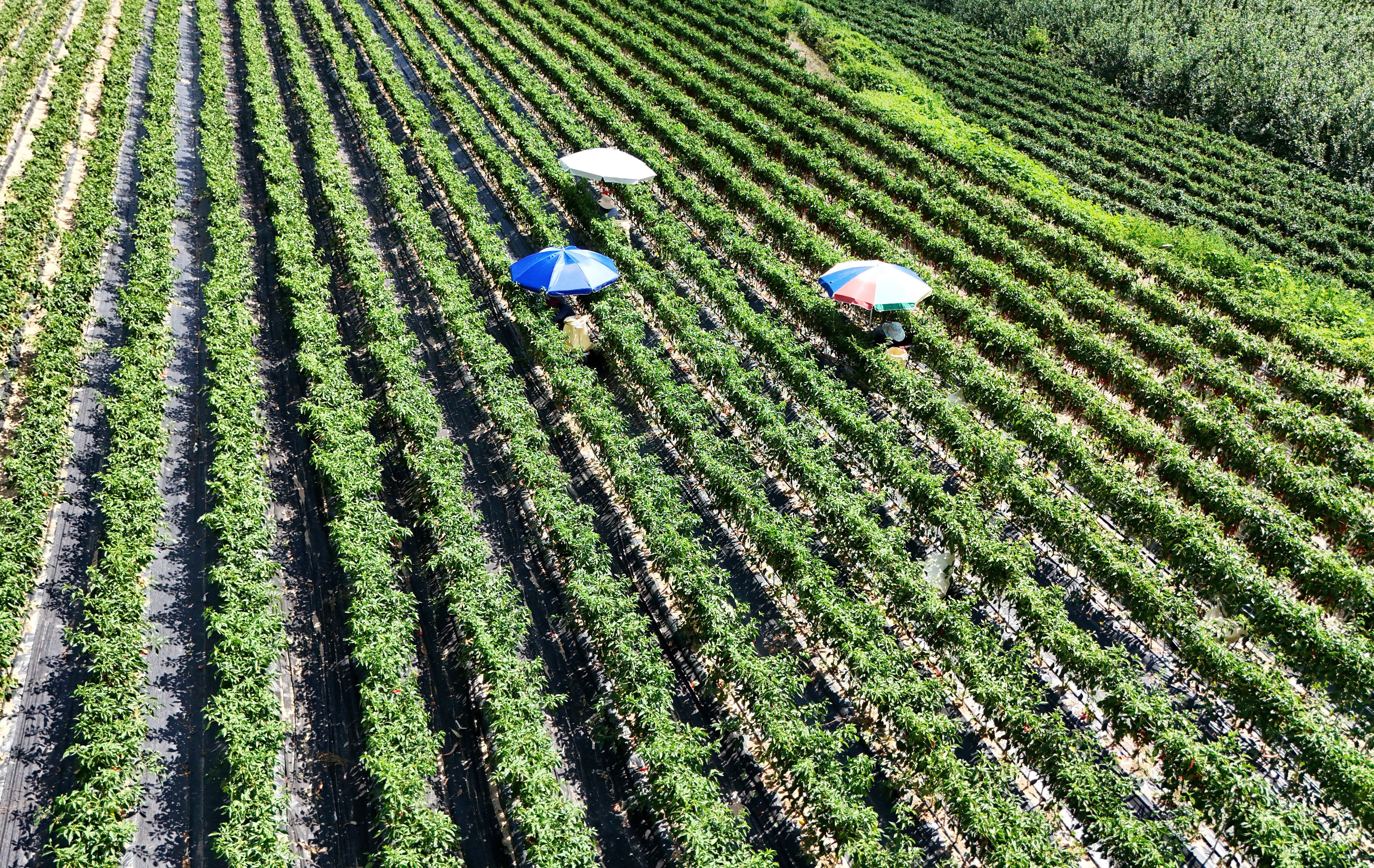 2026-08-06T091531Z_1_LYNXMPEM750QD_RTROPTP_4_ASIA-WEATHER-SOUTHKOREA-DRONE.JPG