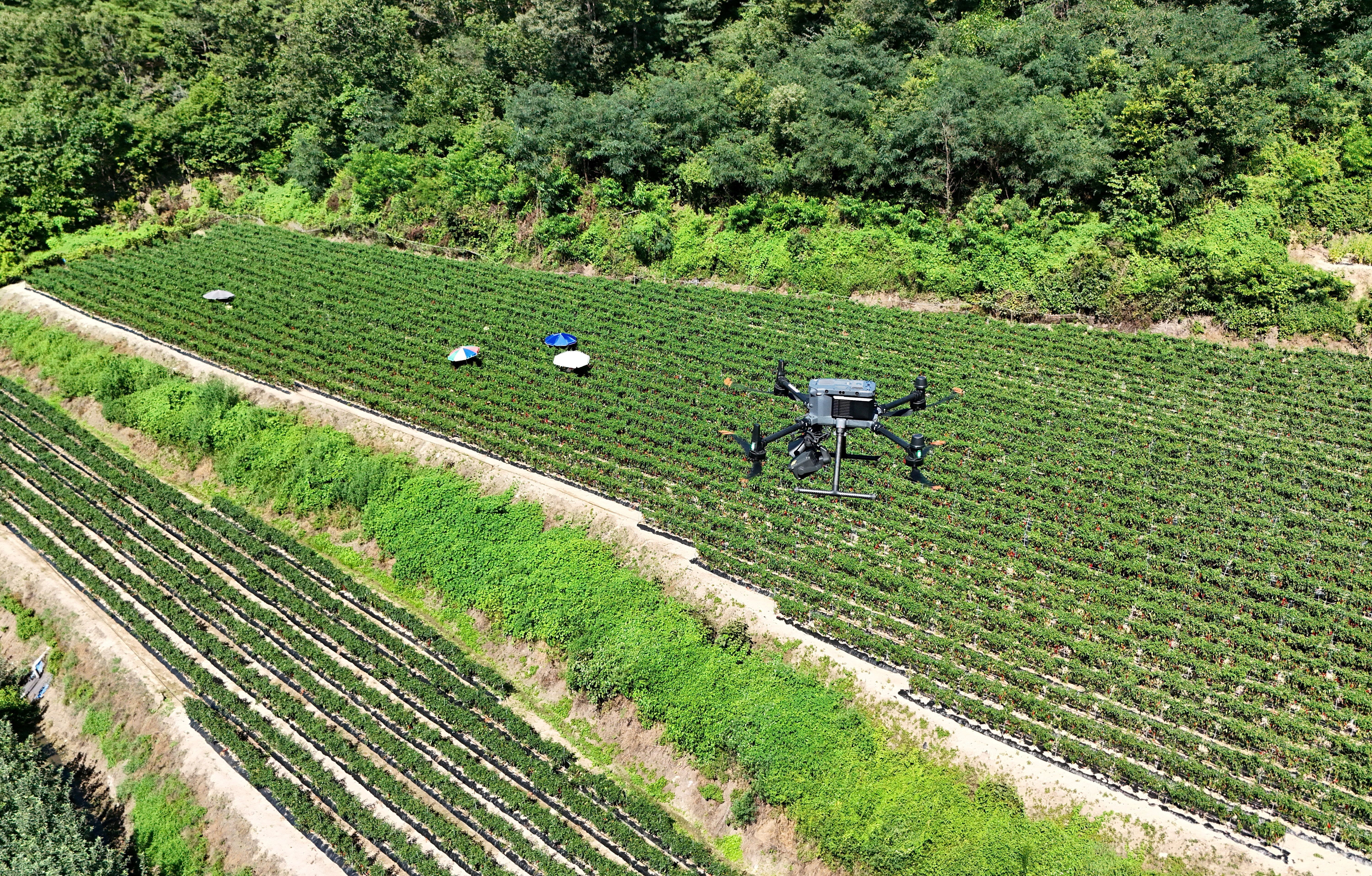 2026-08-06T091531Z_1_LYNXMPEM750QI_RTROPTP_4_ASIA-WEATHER-SOUTHKOREA-DRONE.JPG