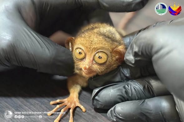 Matagumpay at ligtas nang naibalik sa kanilang likas na tahanan sa kagubatan ang tatlong Philippine tarsier na naunang nasagip sa tabing-ilog sa bayan ng Alabel, Sarangani sa kasagsagan ng naranasang malakas na pag-ulan..jpg