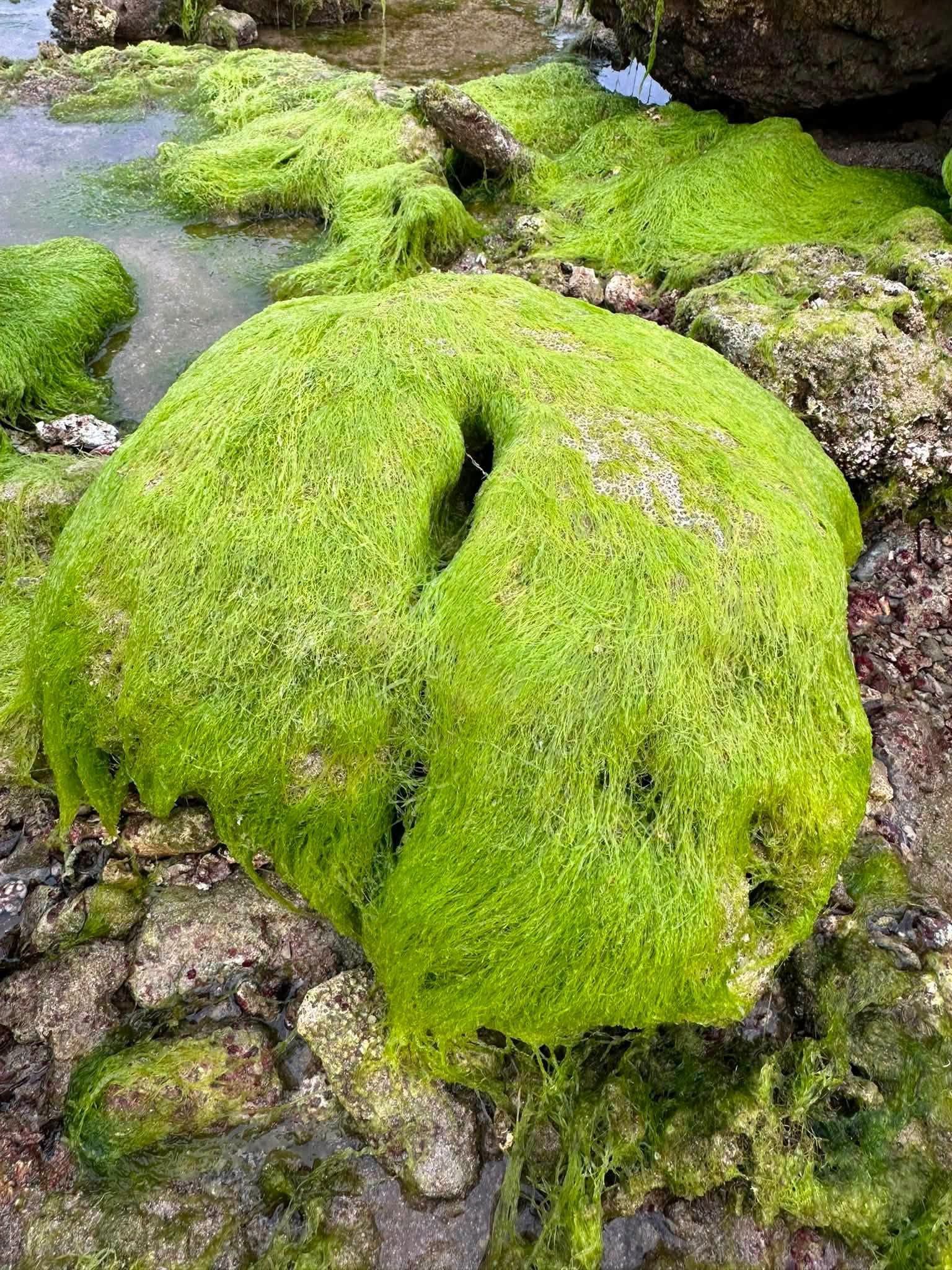 Mga Coral at Bato, Lumitaw sa Davao Occidental!!!.jpg