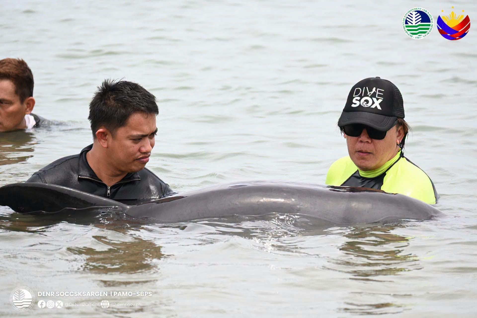 Nasagip ng mga awtoridad ang isang stranded na endangered melon-headed whale sa baybayin ng Glan, Sarangani noong Sabado, Hulyo 18. !.jpg