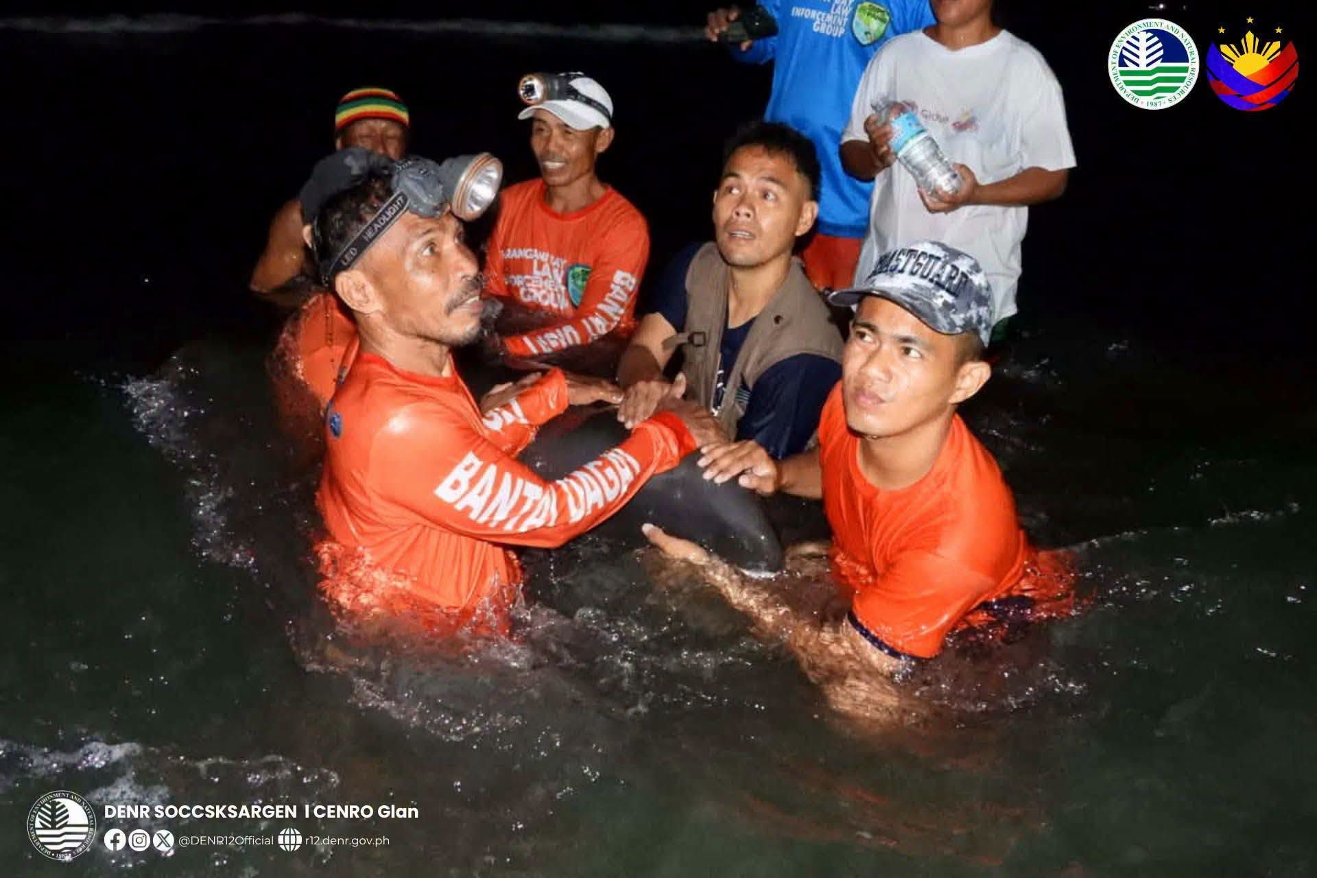 Nasagip ng mga awtoridad ang isang stranded na endangered melon-headed whale sa baybayin ng Glan, Sarangani noong Sabado, Hulyo 18. ..jpg