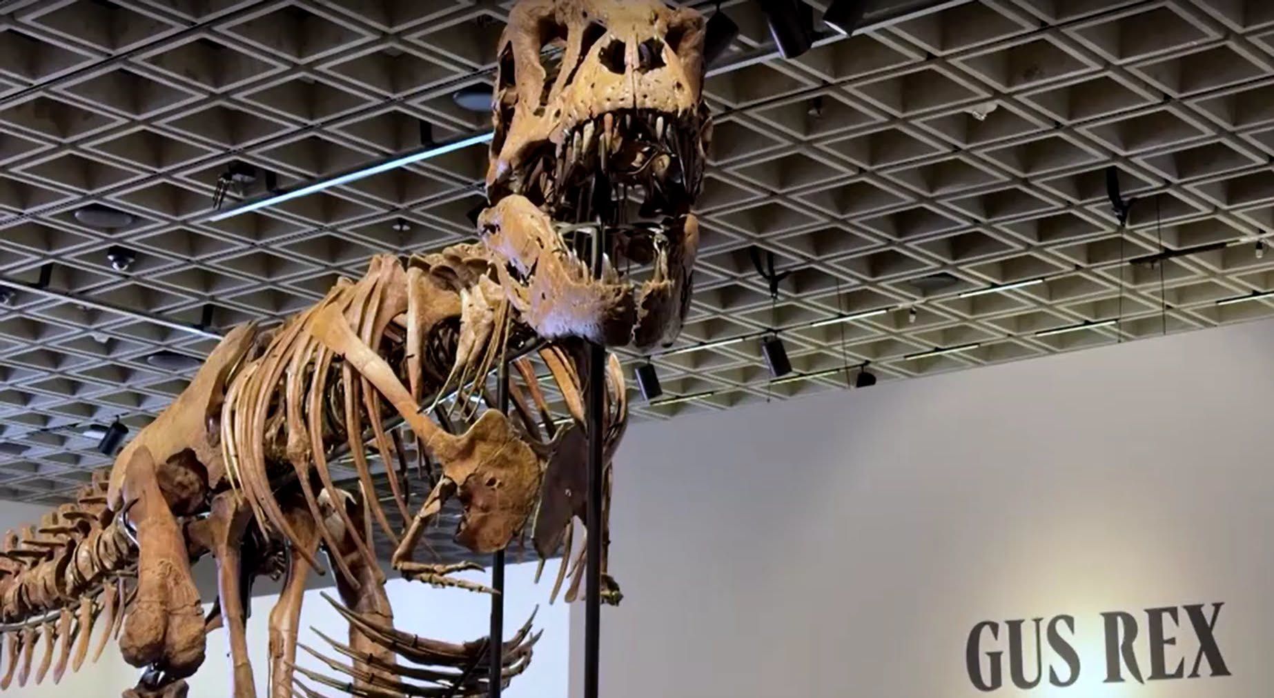 Skeleton ng T-Rex na si ‘Gus,’ Nabenta sa Rekord na $50.1-M sa Auction!!.jpg