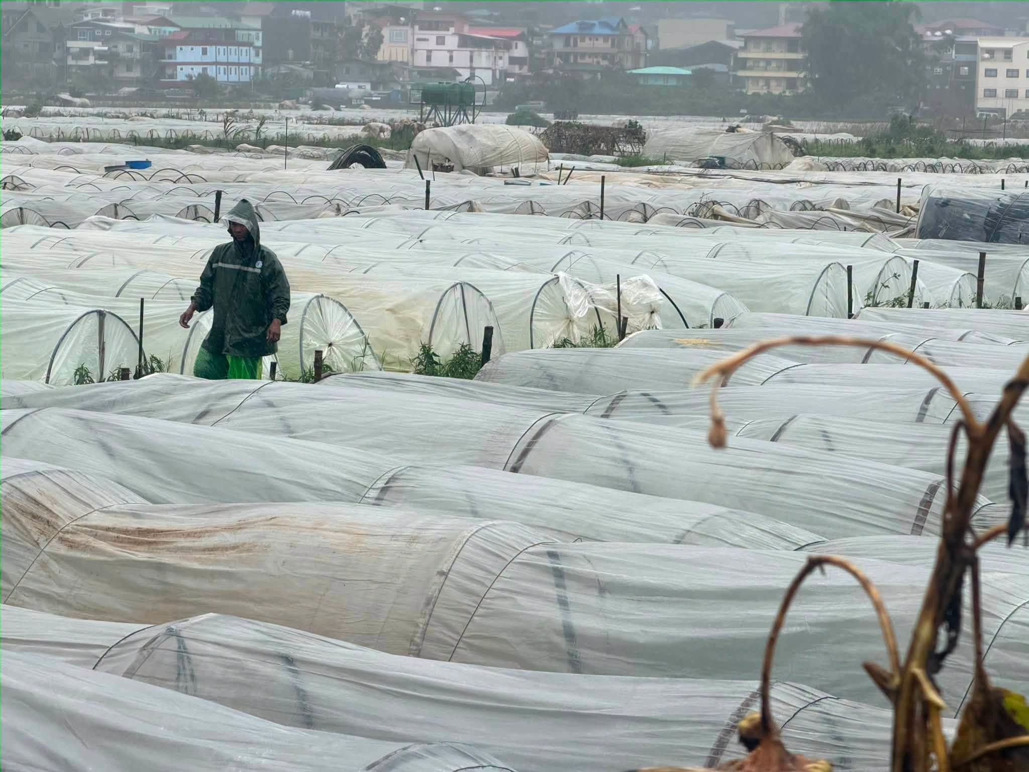 Strawberry farm sa La Trinidad, Benguet, lumubog sa baha dahil sa Bagyong Maymay at habagat!!.jpg