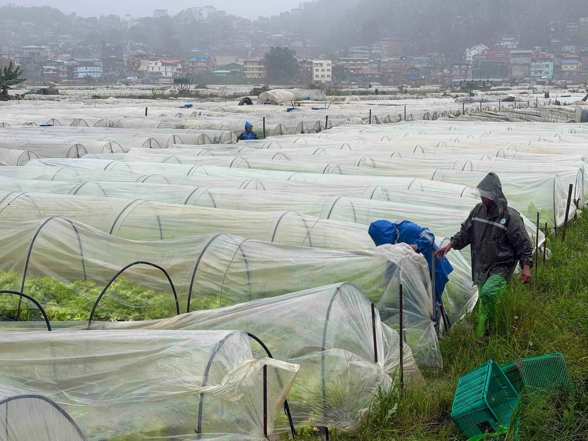 Strawberry farm sa La Trinidad, Benguet, lumubog sa baha dahil sa Bagyong Maymay at habagat!.jpg